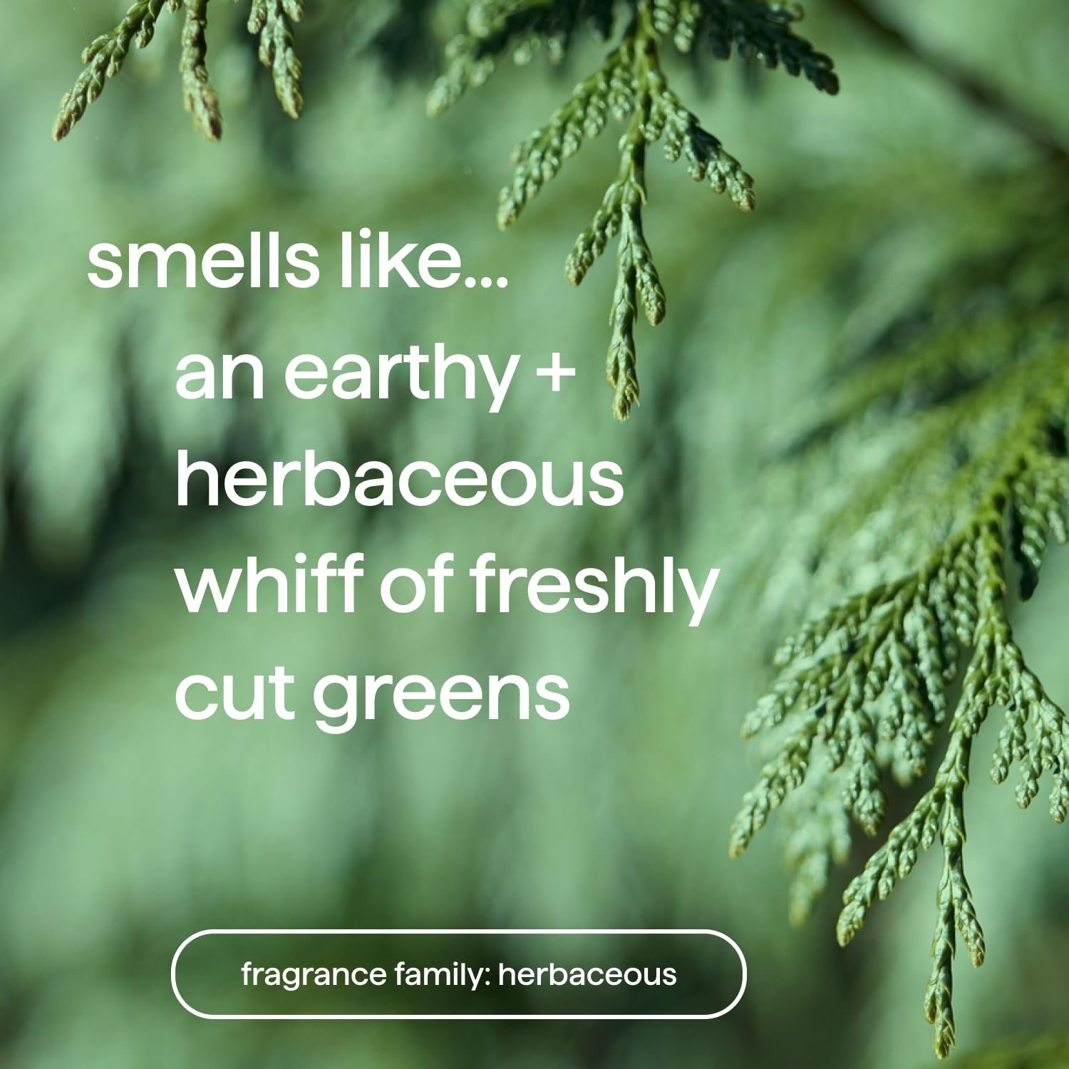 Method Men, Juniper + Sage Body Wash, 18oz (Pack of 3) - Image 4